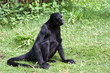 Singe 3
