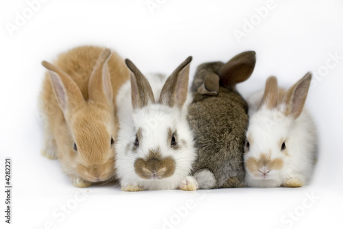 Sweet four baby rabbit Sweet four baby rabbit