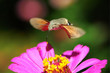 Flying Hawk Moth