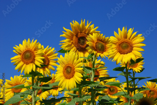 Foto: Sonnenblumen Sonnenblumen
