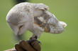 Barn Owl