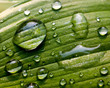 Photo: Green Leaf with Water Droplets Green Leaf with Water Droplets