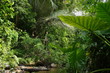 AUSTRALIEN - RAINFOREST