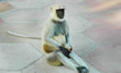 Hanuman Langur - India, Monkey, Semnopithecus Hanuman Langur - India, Monkey, Semnopithecus