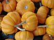Miniture Pumpkins For Sale