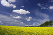 Colorful spring landscape