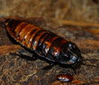 Big cockroach