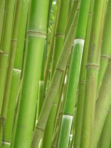 bamboo grove.