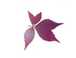 autumn leaf