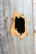 hole in a wood plank hole in a wood plank