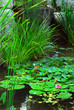 Pond landsaping