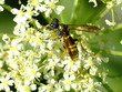 hoverfly