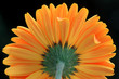 Gerbera
