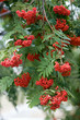Red berries of a rowan