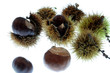 IMG_5927marrons.JPG