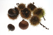 IMG_5929marrons.JPG