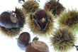 IMG_5930marrons.JPG