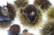 IMG_5931marrons.JPG