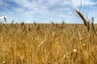 Field of wheat