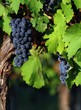Italian vineyard