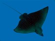 Spotted Eagle Ray