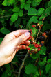 Dewberries