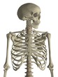 skeleton