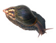 gastéropode