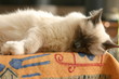 Sacré de Birmanie faisant la sieste Sacré de Birmanie faisant la sieste