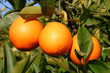Orangentrio