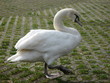 Swan