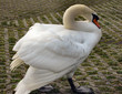 Swan