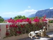 Dalmatian laid in spainish sun