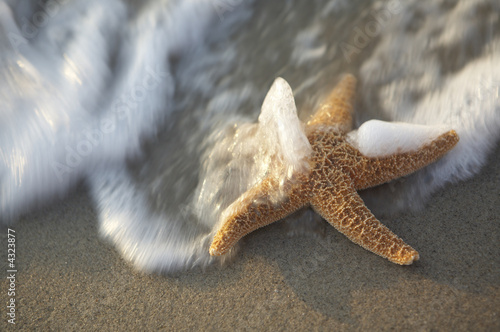 Photo: seastar on the beach seastar on the beach