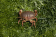Crabe sur algues, dans la baie de Penmarch