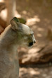 Photo: puma portrait puma portrait