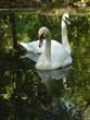 Swans