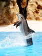 Dolphin Display