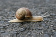 Schnecke Schnecke