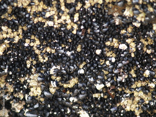 Photo: Barnacle encrusted rock Barnacle encrusted rock
