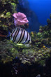 The fish-butterfly about a bottom searches for food