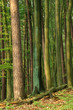 Beeches and pines