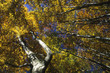 Autumn beech