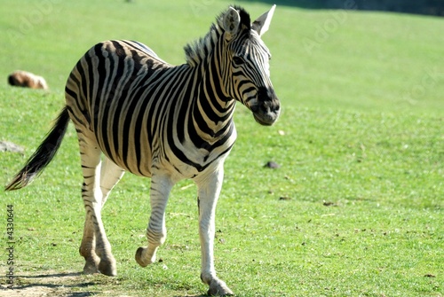 zebra