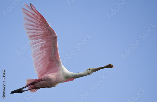 Photo: Roseate Spoonbill in flight. Roseate Spoonbill in flight.