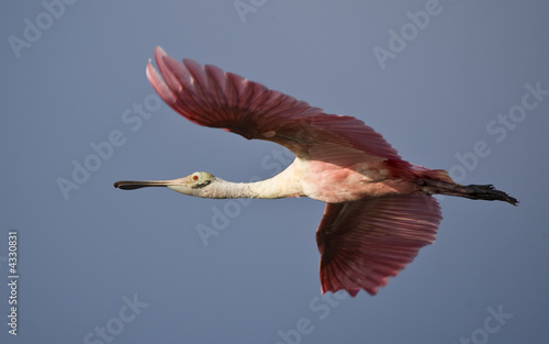 Photo: Roseate Spoonbill flying into the morning sun. Roseate Spoonbill flying into the morning sun.
