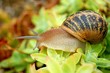 Escargot