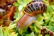 escargot