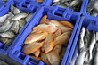 Photo: boxes of different spices of fishes boxes of different spices of fishes