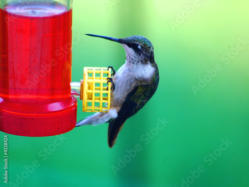 Photo: hummingbird hummingbird